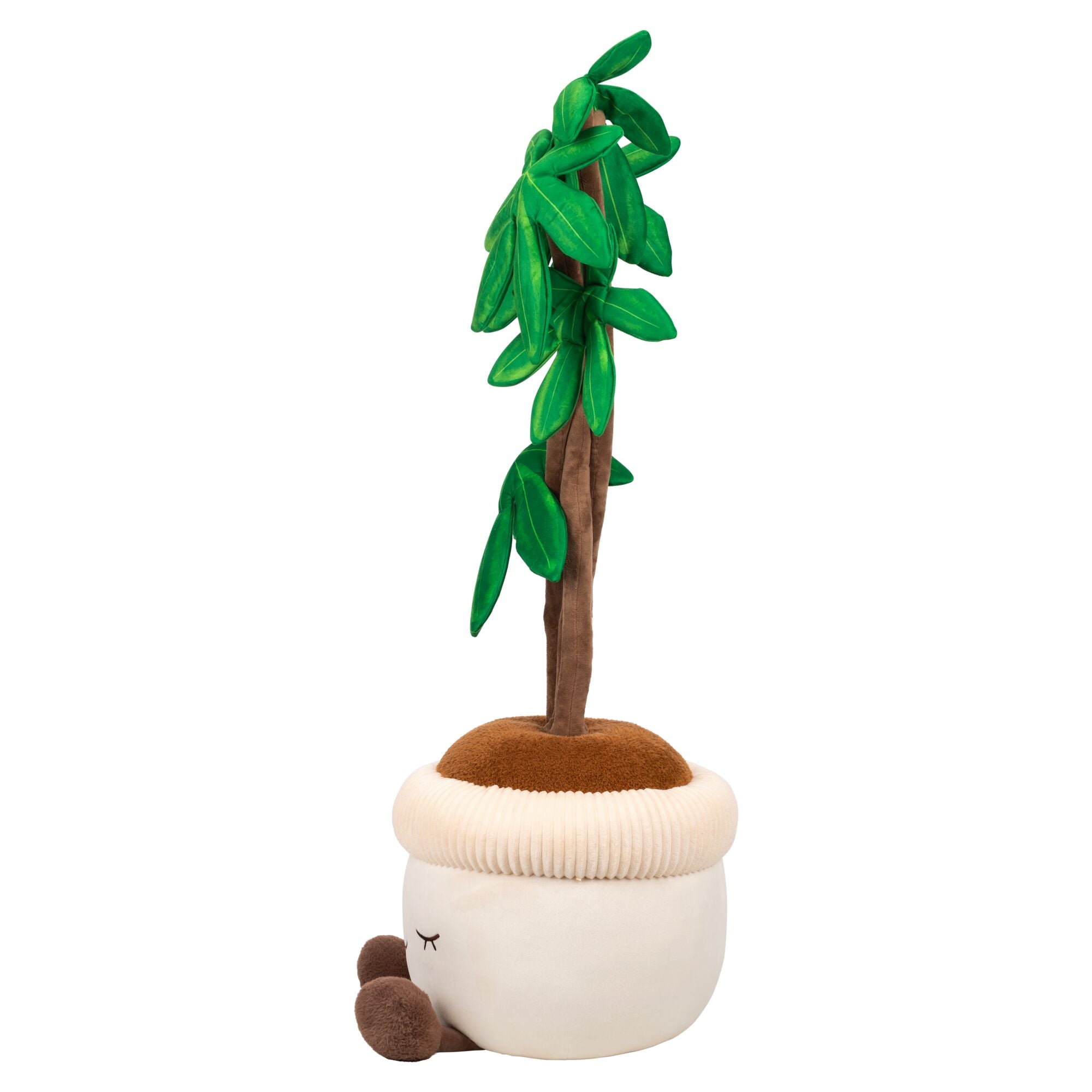 JPGOutput-RBGH00122_48inMoneyTreeSIOC_OPSL.jpg
