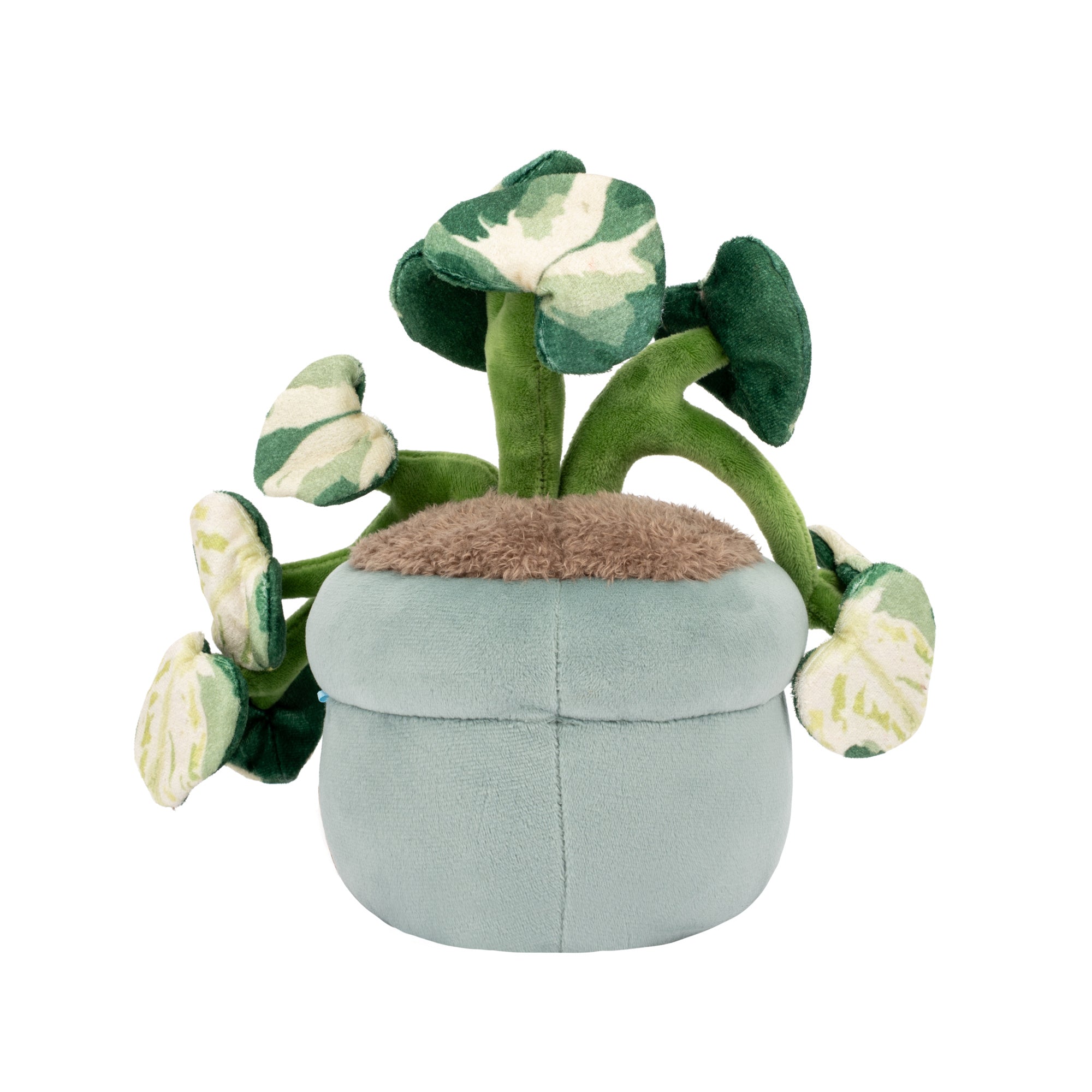 RBGH00172_12in-Russ-Pothos-Flower_OPB.jpg