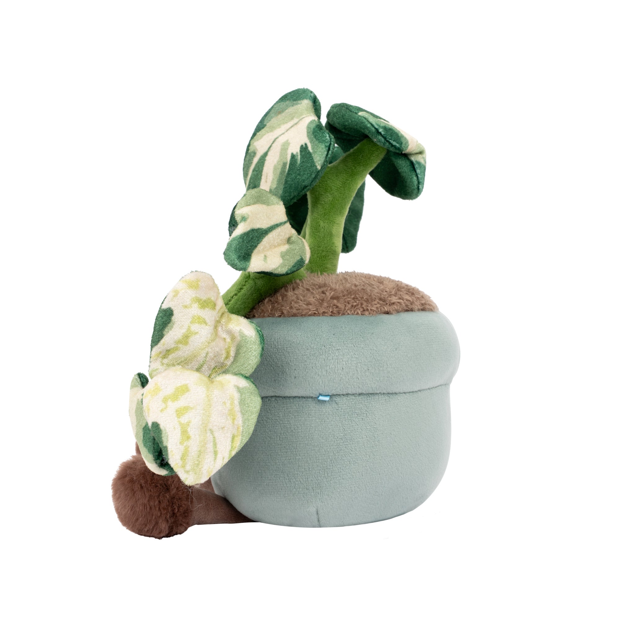 RBGH00172_12in-Russ-Pothos-Flower_OPSL.jpg